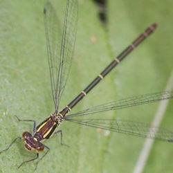 Erythromma viridulum